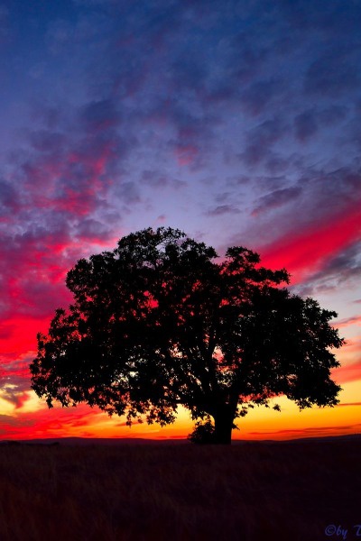 The Evergreen Knight