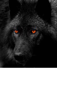 Original Wolf - (The Originals)