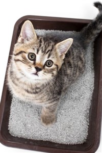 The Kitty Litter (LitRPG)