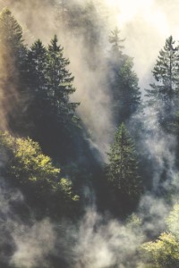 Decimation [ Apocalyptic Novel ]