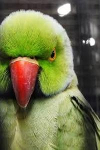 ISSTH Contest Lives of Those Touched