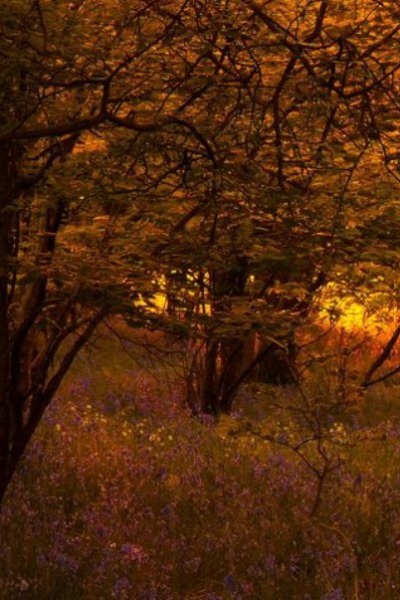 The Boy with the Adder's Stone